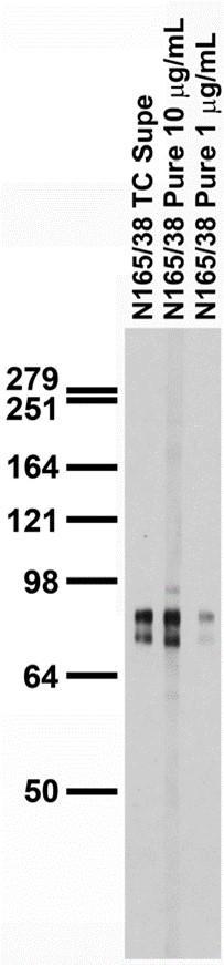 Adult rat brain membrane immunoblot.