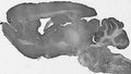 Adult rat brain immunohistochemistry.