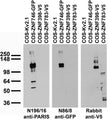 Transfected cell immunoblot: extracts of COS cells transiently transfected with GFP-tagged ZNF746, V5-tagged ZNF398, V5-tagged ZNF783 or untagged Kv2.1 plasmid and probed with N196/16 TC supe (left), N86/8 TC supe (middle) or Rabbit anti-V5.