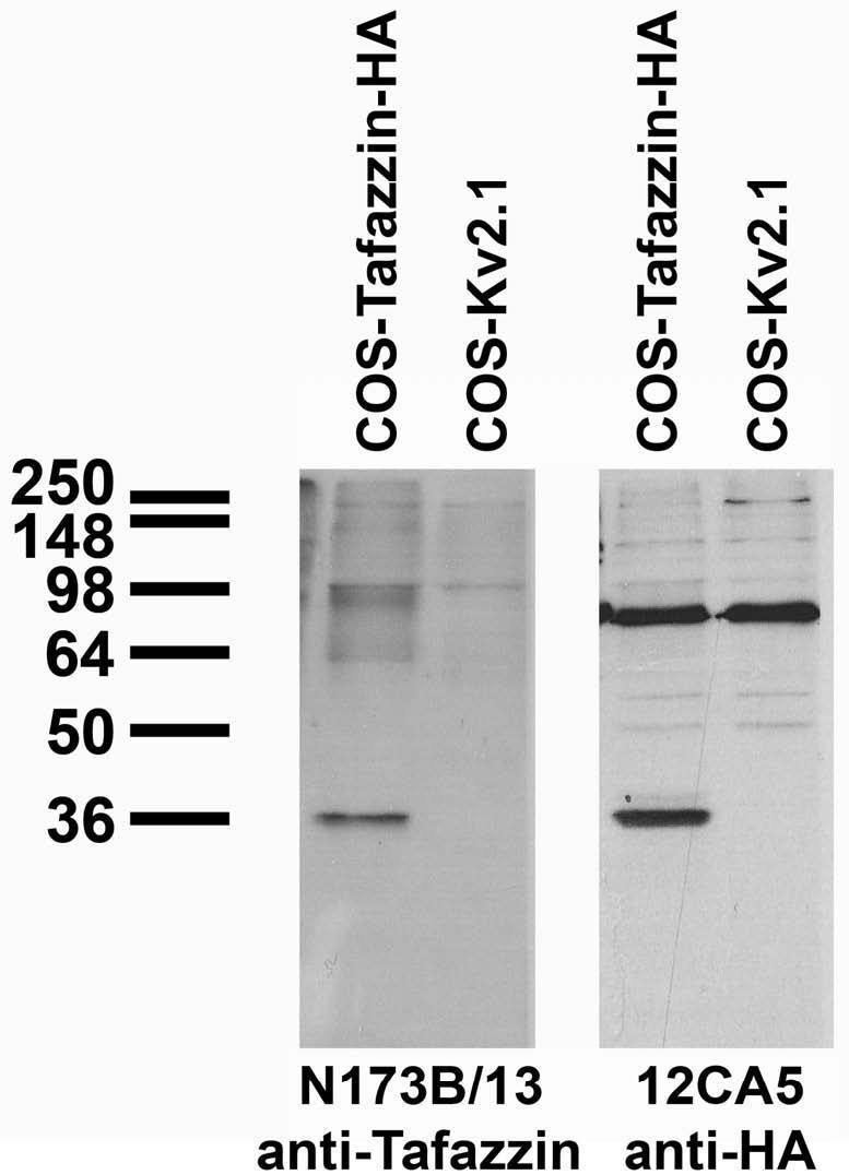 Transfected cell immunoblot: extracts of COS cells transiently transfected with HA-tagged Tafazzin or untagged Kv2.1 plasmid and probed with N173B/13 (left) and 12CA5 (right) TC supe.