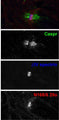 Adult rat sciatic nerve immuno-fluorescence staining: paranodes labeled with Caspr (green) surround nodes of Ranvier labeled with Beta-IV spectrin (blue) and N168/6 (red). Images courtesy of Shelly Buffington and Matt Rasband (Baylor College of Medicine).