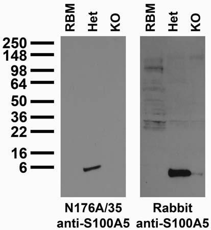Immunoblot versus adult rat brain membranes (RBM) and whole brain homogenates from S100A5-tauGFP (targeted deletion of S100A5 and replaced with coding region of tau fused to GFP) heterozygote (Het) and KO mice and probed with N176A/35 TC supe (left) and rabbit anti-S100A5 antibody (right). Samples courtesy of Tim McClintock, University of Kentucky.