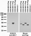 Transfected cell immunoblot: extracts of COS cells transiently transfected with Flag-tagged QKI-5, QKI-6, QKI-7 and QKI-7b and untagged Kv2.1 plasmids and probed with N183/15 (left) and mouse anti-Flag (right.