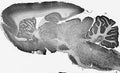 Adult rat brain immunohistochemistry.