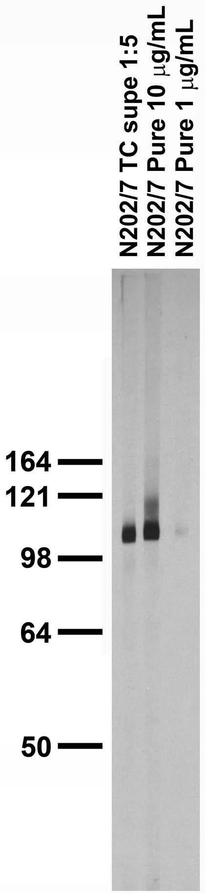 Adult rat brain membrane immunoblot.