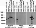 Transfected cell immunoblot: extracts of COS cells transiently transfected with GFP-tagged CDY1, HA- and Flag- tagged CDYL1 and CDYL2 and untagged Kv2.1 plasmids and probed with N143/36 (left panel), anti-Flag (middle panel) and K89/34 (right panel) TC supe.