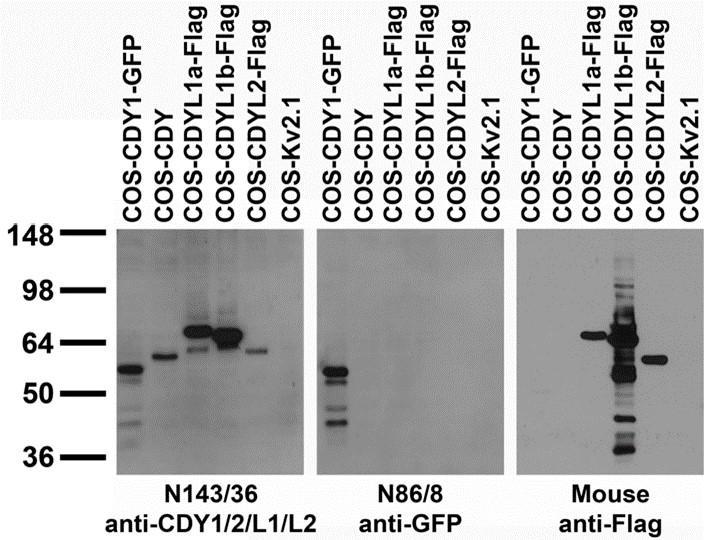 Transfected cell immunoblot: extracts of COS cells transiently transfected with GFP-tagged CDY1, HA- and Flag- tagged CDYL1 and CDYL2 and untagged Kv2.1 plasmids and probed with N143/36 (left panel), anti-Flag (middle panel) and K89/34 (right panel) TC supe.