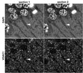 Array tomography immunofluorescence of 70 nm sections of LRWhite-embedded adult mouse hippocampus. Two consecutive sections labeled with N152B/23 (bottom) and DAPI (top), where low level autofluorescence reveals mitochondria appearing as brighter elongated structures within darker apical dendrites (arrows). Images courtesy of Kristina Micheva (Stanford).