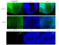 Immunofluorescence of embryonic day 8.5 mouse embryo whole mounts showing posterior staining of somites (arrows). Data courtesy of Rieko Ajima and Terry Yamaguchi, Cancer and Developmental Biology Laboratory, National Cancer Institute.