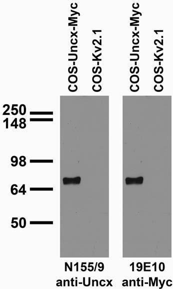 Transfected cell immunoblot: extracts of COS cells transiently transfected with Myc- tagged Uncx and untagged Kv2.1 plasmids and probed with N155/9 (left) and 19E10 (right) TC supes.