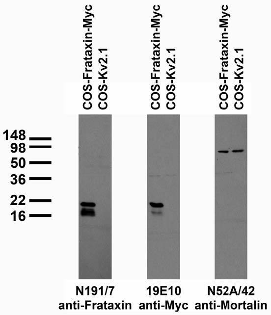 Transfected cell immunoblot: extracts of COS cells transiently transfected with Myc-tagged Frataxin and untagged Kv2.1 plasmids and probed with N191/7 (left), 19E10 (middle) and N52A/42 (right) TC supe.