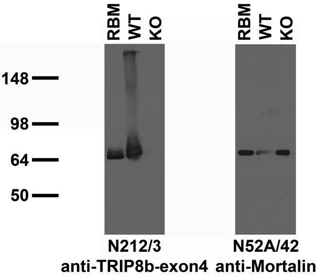 Immunoblot versus crude membranes from adult rat brain (RBM) and WT and TRIP8b KO mouse brains probed with N212/3 (left) and N52A/42 (right) TC supe. Mouse samples courtesy of Dane Chetkovich (Northwestern University).