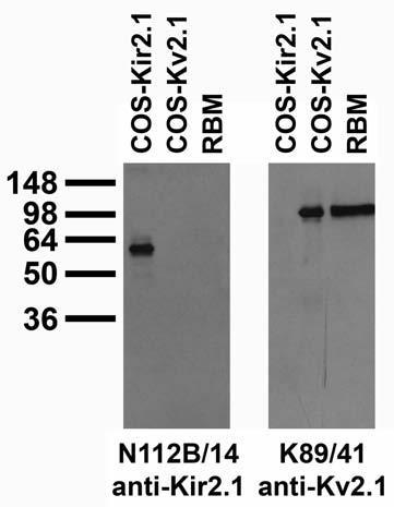 Adult rat brain membrane (RBM) and transfected cell immunoblot: extracts of RBM and COS cells transiently transfected with HA-tagged Kir2.1 or untagged Kv2.1 plasmids and probed with N112B/14 (left) and K89/41 (right) TC supe.