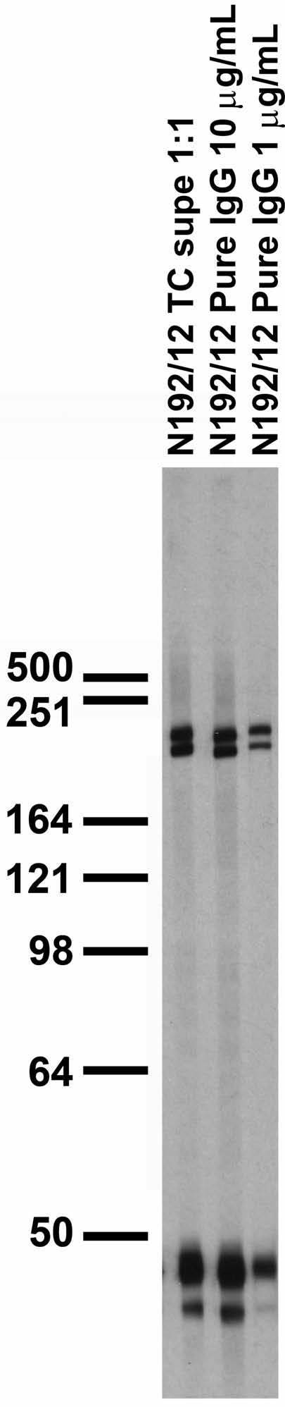 Adult rat brain membrane immunoblot.
