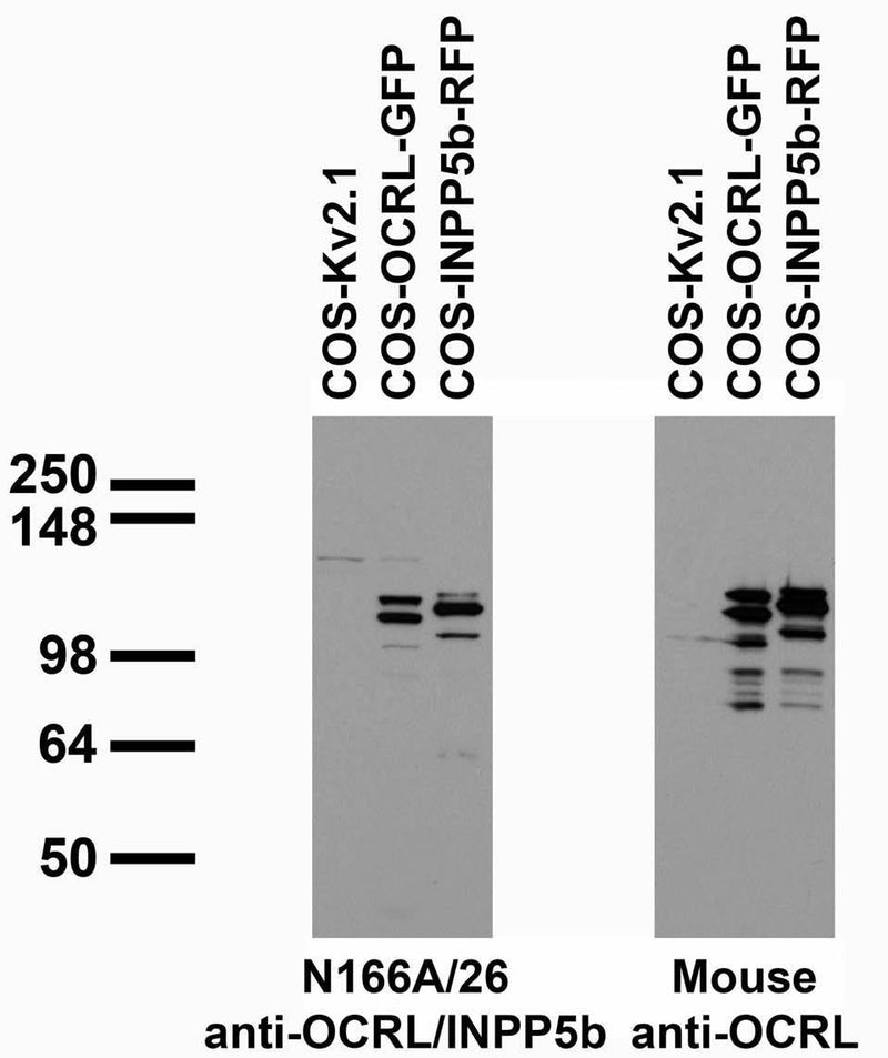 Transfected cell immunoblot: extracts of COS cells transiently transfected with untagged Kv2.1, GFP-tagged OCRL or RFP-tagged INPP5b plasmids and probed with N166A/26 (left) and another cross-reacting mouse OCRL antibody (right).