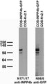 Transfected cell immunoblot: extracts of COS cells transiently transfected with GFP-tagged INPP4b or untagged Kv2.1 plasmid and probed with N171/17 (left) and N86/8 (right) TC supe.