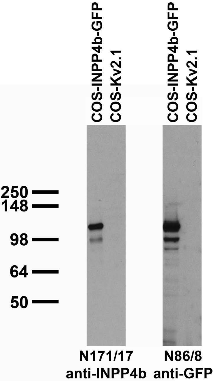 Transfected cell immunoblot: extracts of COS cells transiently transfected with GFP-tagged INPP4b or untagged Kv2.1 plasmid and probed with N171/17 (left) and N86/8 (right) TC supe.