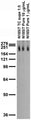 Adult rat brain membrane immunoblot.
