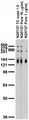 Adult rat brain membrane immunoblot