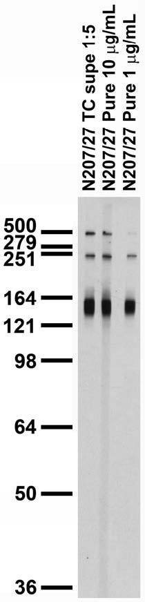 Adult rat brain membrane immunoblot