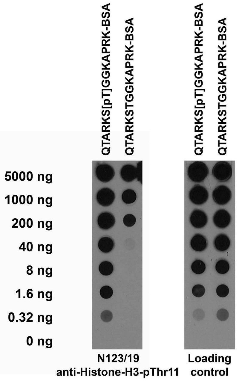 Serial dilutions of BSA-conjugated modified and unmodified peptides dotted onto membrane and probed with N123/19 TC supe (left) and a mouse loading control (right).
