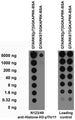 Serial dilutions of BSA-conjugated modified and unmodified peptides dotted onto membrane and probed with N123/48 TC supe (left) and a mouse loading control (right).