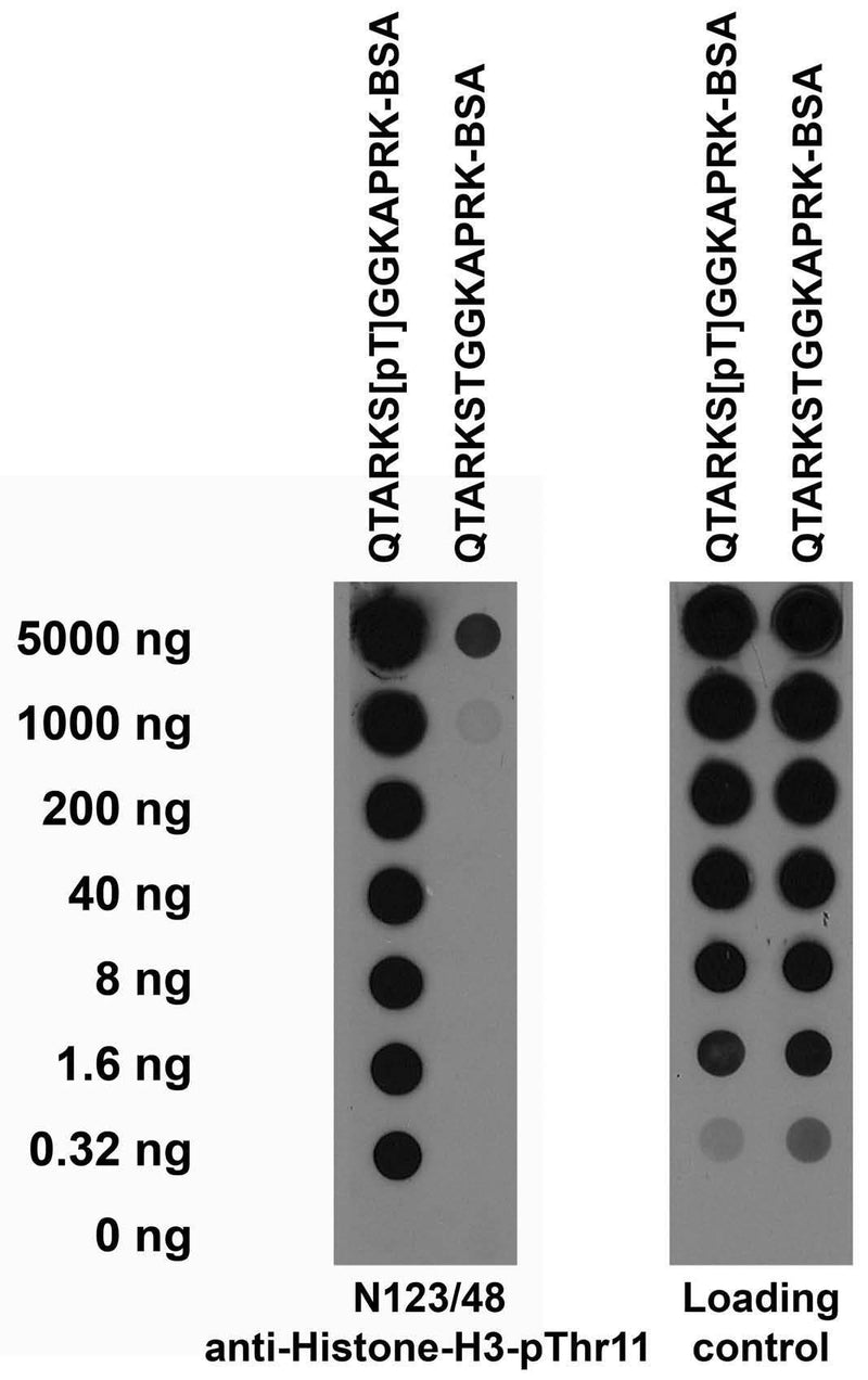 Serial dilutions of BSA-conjugated modified and unmodified peptides dotted onto membrane and probed with N123/48 TC supe (left) and a mouse loading control (right).