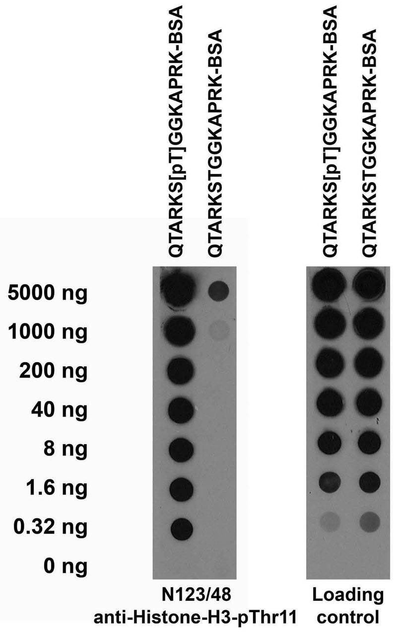 Serial dilutions of BSA-conjugated modified and unmodified peptides dotted onto membrane and probed with N123/48 TC supe (left) and a mouse loading control (right).