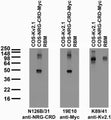 Tissue and transfected cell immunoblot: extracts of rat brain membrane (RBM) and COS cells transiently transfected with Myc-tagged Neuregulin-CRD (NRG-CRD) or untagged Kv2.1 plasmid and probed with N126B/31 (left), 19E10 (middle) and K89/41 (right) TC supe.
