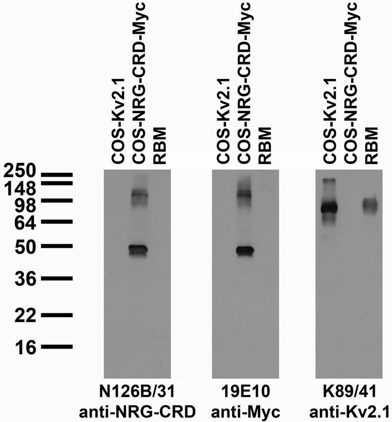 Tissue and transfected cell immunoblot: extracts of rat brain membrane (RBM) and COS cells transiently transfected with Myc-tagged Neuregulin-CRD (NRG-CRD) or untagged Kv2.1 plasmid and probed with N126B/31 (left), 19E10 (middle) and K89/41 (right) TC supe.