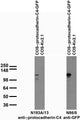 Transfected cell immunoblot: extracts of COS cells transiently transfected with GFP-tagged Gammaprotocadherin-C4 or untagged Kv2.1 plasmid and probed with N193A/13 (left) and N86/8 (right) TC supe.