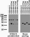 Transfected cell immunoblot: extracts of COS cells transiently transfected with Flag-tagged QKI-5, QKI- 6, QKI-7 and QKI-7b and untagged Kv2.1 plasmids and probed with N195A/16 TC supe (left) and mouse anti- Flag (right).