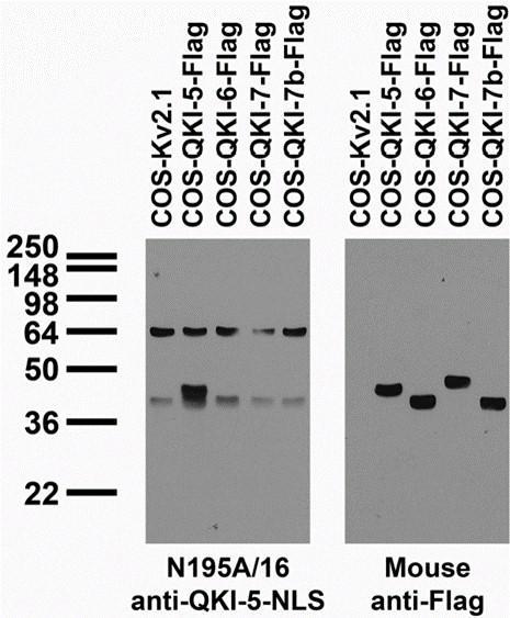 Transfected cell immunoblot: extracts of COS cells transiently transfected with Flag-tagged QKI-5, QKI- 6, QKI-7 and QKI-7b and untagged Kv2.1 plasmids and probed with N195A/16 TC supe (left) and mouse anti- Flag (right).