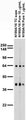 Adult rat brain membrane immunoblot.