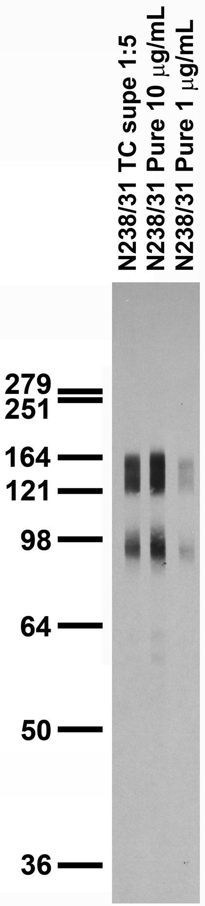 Adult rat brain membrane (RBM) immunoblot.