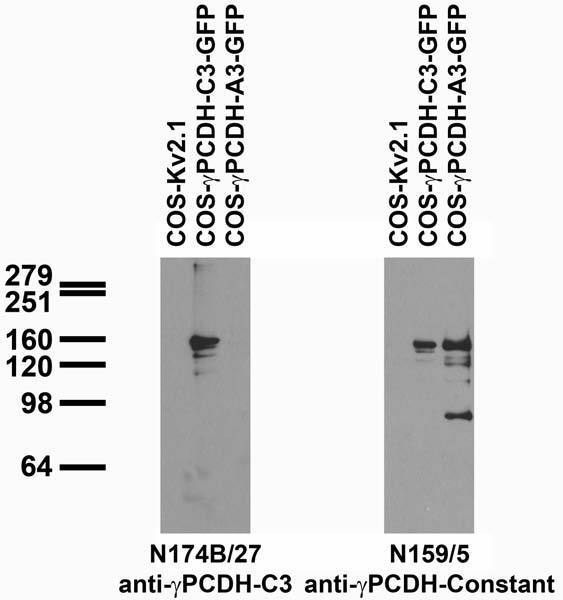 Transfected cell immunoblot: extracts of COS cells transiently transfected with GFP-tagged Gamma- protocadherin-C3 and –A3 and untagged Kv2.1 plasmids and probed with N174B/27 (left) and N159/5 (right) TC supe.