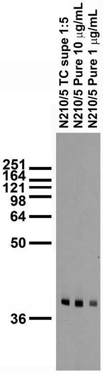 Adult rat brain membrane immunoblot.