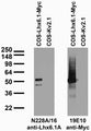 Transfected cell immunoblot: extracts of COS cells transiently transfected with Myc-tagged Lhx6.1 and untagged Kv2.1 plasmids and probed with N228A/16 (left) and 19E10 (right) TC supe.