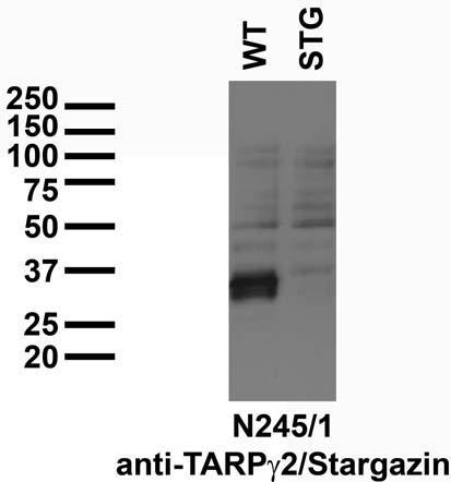 Immunoblot versus low-speed pellet samples from wild-type (WT) and Stargazer mutant (STG) mice and probed with N245/1 TC supe. Data courtesy of Susumu Tomita, Yale University.