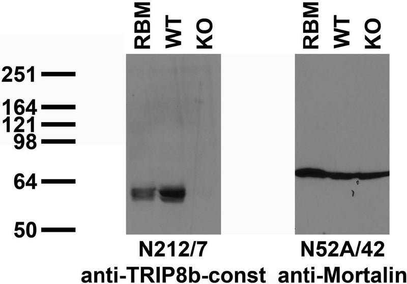 Immunoblot versus crude membranes from adult rat brain (RBM) and WT and TRIP8b KO mouse brains probed with N212/7 (left) and N52A/42 (right) TC supe. Mouse brains courtesy of Dane Chetkovich (Northwestern University).
