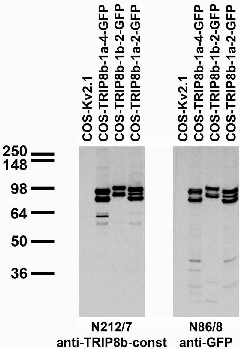 Transfected cell immunoblot: extracts of COS cells transiently transfected with GFP-tagged TRIP8b-1a-4, TRIP8b-1b-2, TRIP8b-1a-2 or untagged Kv2.1 plasmid and probed with N212/7 (left) or N86/8 (right) TC supe.