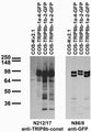 Transfected cell immunoblot: extracts of COS cells transiently transfected with GFP-tagged TRIP8b-1a-4, TRIP8b- 1b-2, TRIP8b-1a-2 and untagged Kv2.1 plasmids and probed with N212/17 (left) and N86/8 (right) TC supe.