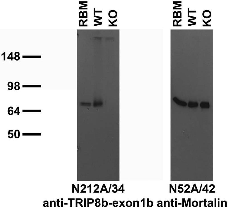 Immunoblot versus crude membranes from adult rat brain (RBM) and WT and TRIP8b KO mouse brains probed with N212A/34 (left) and N52A/42 (right) TC supe. Mouse samples courtesy of Dane Chetkovich (Northwestern University).