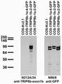 Transfected cell immunoblot: extracts of COS cells transiently transfected with GFP-tagged TRIP8b-1a-4, TRIP8b-1b-2, TRIP8b-1a-2 or untagged Kv2.1 plasmid and probed with N212A/34 (left) or N86/8 (right) TC supe.