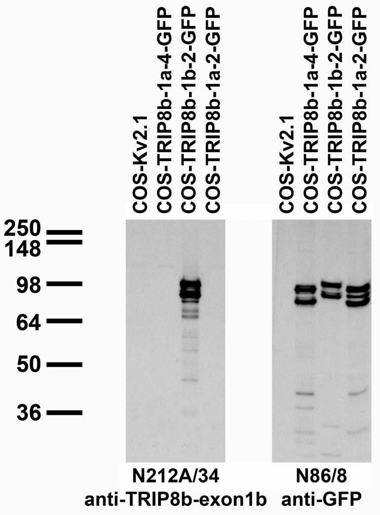 Transfected cell immunoblot: extracts of COS cells transiently transfected with GFP-tagged TRIP8b-1a-4, TRIP8b-1b-2, TRIP8b-1a-2 or untagged Kv2.1 plasmid and probed with N212A/34 (left) or N86/8 (right) TC supe.