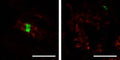 Adult rat sciatic nerve immunofluorescence staining: paranodes labeled with N244/5 (red) surround nodes of Ranvier labeled with Beta-IV spectrin (green) (image on right is cross-section of a similar image of left). Images courtesy of Matt Rasband (Baylor College of Medicine).