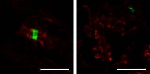 Adult rat sciatic nerve immunofluorescence staining: paranodes labeled with N244/5 (red) surround nodes of Ranvier labeled with Beta-IV spectrin (green) (image on right is cross-section of a similar image of left). Images courtesy of Matt Rasband (Baylor College of Medicine).