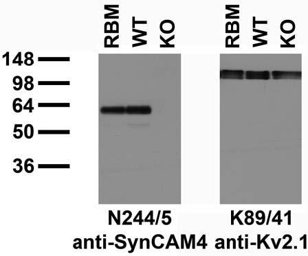Immunoblot versus adult rat brain membranes (RBM) and adult mouse brain membranes from wild-type (WT) and SynCAM4 knockout (KO) mice and probed with N244/5 (left) and K89/41 (right) TC supe. Samples courtesy of Matt Rasband, Baylor College of Medicine.