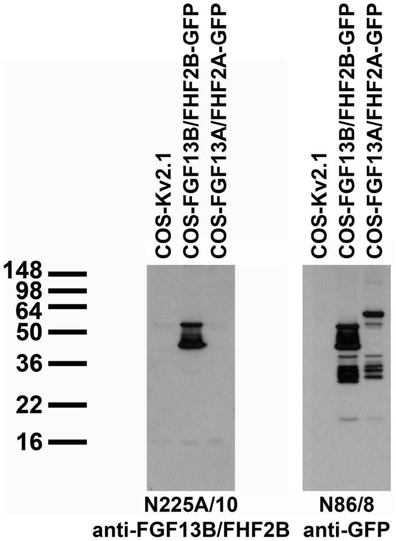 Transfected cell immunoblot: extracts of COS cells transiently transfected with GFP-tagged FGF13B/FHF2B, FGF13A/FHF2A or untagged Kv2.1 plasmid and probed with N225A/10 (left) or N86/8 (right) TC supe.