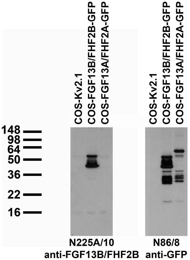 Transfected cell immunoblot: extracts of COS cells transiently transfected with GFP-tagged FGF13B/FHF2B, FGF13A/FHF2A or untagged Kv2.1 plasmid and probed with N225A/10 (left) or N86/8 (right) TC supe.